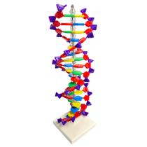 Dupla Hélice De Dna