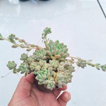 Echeveria Prolífica - Muda de Suculenta em Vaso 06