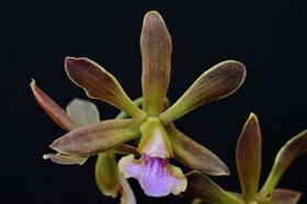 Encyclia Randi (Alba X Suave) X Alba - Floranet