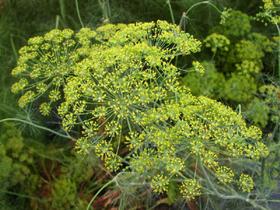 Endro Dill ou Aneto - 1gr De Sementes Endro Dill ou Aneto - 1gr De Sementes