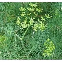 Endro - PREMIUM - 100 gr. -