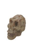 Enfeite De Resina Crânio Neandertal Pequeno Ns91 Nomoypet