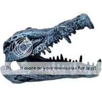 Enfeite decoração em resina cabeça crânio jacaré crocodilo