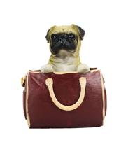 Enfeite Decorativo Cachorro ou Gato Na Bolsa 11.5cm Resina Animais Enfeite Decorativo Cachorro ou Gato Na Bolsa 11.5cm Resina Animais
