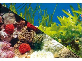 Enfeite Painel Imagem Para Aquario Doce Marinho 40x25cm N2