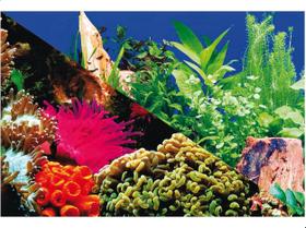 Enfeite Painel Imagem Para Aquario Doce Marinho 60x40cm N3