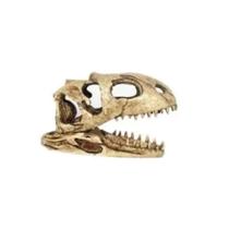 Enfeite Resinado Crânio De Dinossauro