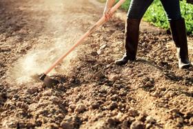 Enxada Estreita Canavieira 2.5 Tramontina em Aço com Cabo de Madeira 145 cm Enxada Estreita Canavieira 2.5 Tramontina em Aço com Cabo de Madeira 145 cm