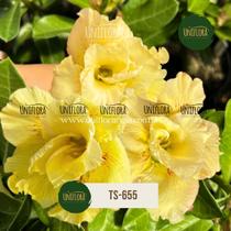 Enxerto de rosa do deserto amarela dobrada ts655