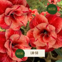 Enxerto de rosa do deserto flor dobrada cor de fogo lm58