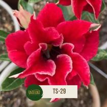Enxerto de Rosa do Deserto flor vermelha dobrada mini TS29
