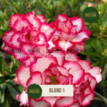 Enxerto de rosa do deserto tripla branca borda rosa bland 1