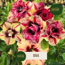 Enxerto Rosa do Deserto amarela dobrada exótica Diva