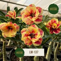 ENXERTO Rosa do deserto AMARELA DOBRADA FLORESCE INTENSAMENTE LM137