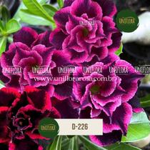ENXERTO Rosa do Deserto DE FLOR DOBRADA ROXA COM BORDAS DESTACADAS D226 ENXERTO Rosa do Deserto DE FLOR DOBRADA ROXA COM BORDAS DESTACADAS D226