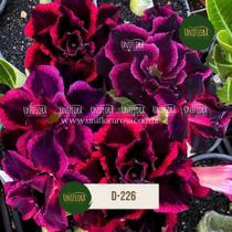 ENXERTO Rosa do Deserto DE FLOR DOBRADA ROXA COM BORDAS DESTACADAS D226 ENXERTO Rosa do Deserto DE FLOR DOBRADA ROXA COM BORDAS DESTACADAS D226