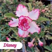 Enxerto Rosa do Deserto Disney