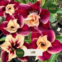 Enxerto rosa do deserto dobrada lançamento lion