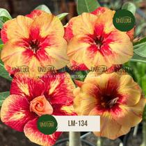 ENXERTO Rosa do Deserto DOBRADA TONS CORAIS LARANJA LM134