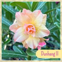 Enxerto Rosa do Deserto Dunhang II - RD DUNHANG II