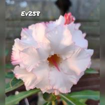 Enxerto Rosa do Deserto EV 258