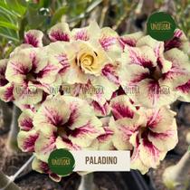 Enxerto rosa do deserto flor dobrada em tons delicados paladino