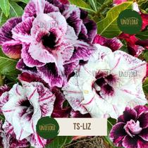 Enxerto rosa do deserto flor dobrada roxa com branco tsliz