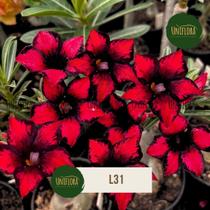 ENXERTO Rosa do Deserto L31 Singela PRETA COM VERMELHO Flor mini