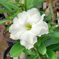 Enxerto Rosa do Deserto LM 624