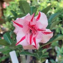 Enxerto Rosa do Deserto P26 múltiplas pétalas