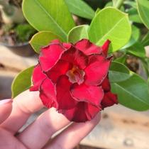 Enxerto Rosa do Deserto RC12 múltiplas pétalas