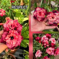 Enxerto Rosa do Deserto Respect Enxerto Rosa do Deserto Respect