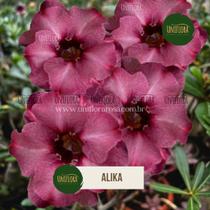 ENXERTO Rosa do deserto Roxa DOBRADA Alika ENXERTO Rosa do deserto Roxa DOBRADA Alika