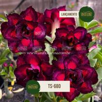 ENXERTO Rosa do Deserto roxa dobrada Lançamento TS680 ENXERTO Rosa do Deserto roxa dobrada Lançamento TS680