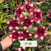 ENXERTO Rosa do deserto SINGELA CORES EXÓTICAS LANÇAMENTO 2025 RT105