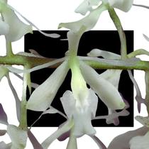 Epidendrum Lanipes