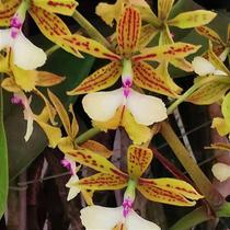 Epidendrum stamfordianum Epidendrum stamfordianum