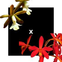 Epidendrum Warasii X Laelia Millerii - orquidario DF