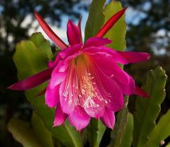 Epiphyllum hybrid (Cacto Orquídea)