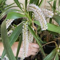 Eria multiflora (pinalia multiflora) Eria multiflora (pinalia multiflora)