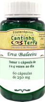 Erva Baleeira 250 mg 60 Cápsulas Erva Baleeira 250 mg 60 Cápsulas