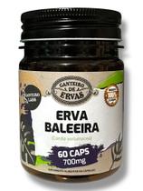 Erva Baleeira 60 Cápsulas Canteiro de Ervas