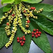 Erva Baleeira - Cordia verbenacea - Planta Medicinal
