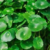 Erva Capitão SECAS para Banhos e uso Ritualísticos. - Ervaria da Jurema Erva Capitão SECAS para Banhos e uso Ritualísticos. - Ervaria da Jurema