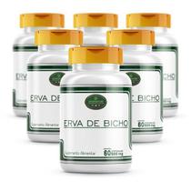 Erva De Bicho 6 Potes Cáps 500Mg 100% Natural E Pura