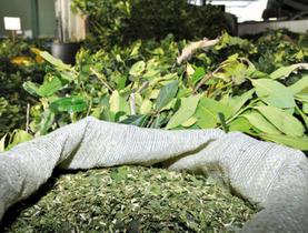 Erva Mate Cafeina Taurina Energia Antioxid Circulação 500g