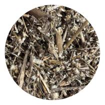 Erva Penicilina 100g (Erva Desidratada)