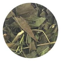 Erva Santa Bárbara 1kg (Erva Desidratada) - Magnata das Ervas