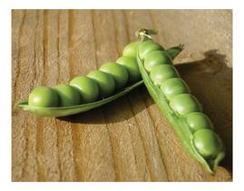 Ervilha Eloá - 1KG de Sementes/ Planta Produtiva e Vigorosa