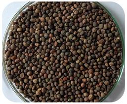 ErvilhaCa - 1kg de Sementes /Resistentes a Geadas